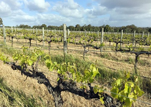 首页> 便民服务 > 最新提示  百利达酒庄著名的有几十款品种,由于所