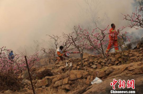 资料图：2014年清明节期间，青岛崂山区毕家山发生火灾，森林消防队员紧急扑救。徐崇德 摄
