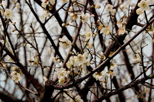 台湾新闻  中新网1月22日电  据台湾联合新闻网报道,彰化县芬园梅花受