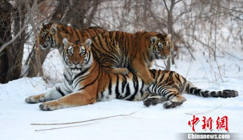 �����������������ա���Ӧ���ֳ��򡱣�����֮�����ǡ������ġ������� ��