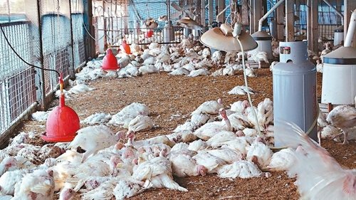 台南市六甲火鸡场大量死亡,市府完成扑杀。台湾《联合报》记者谢进盛/摄影 台南市六甲火鸡场大量死亡,市府完成扑杀。台湾《联合报》记者谢进盛/摄影