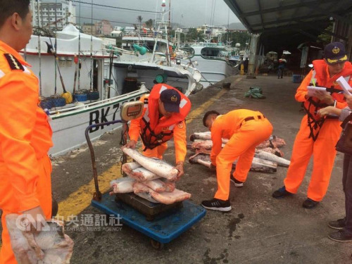 台“海巡署”八二岸巡大队新港安检所人员2月23日查获一艘渔船内有被割下的鲨鱼鳍,十几只鲨鱼遭肢解。台湾“中央社”记者卢太城台东摄 台“海巡署”八二岸巡大队新港安检所人员2月23日查获一艘渔船内有被割下的鲨鱼鳍,十几只鲨鱼遭肢解。台湾“中央社”记者卢太城台东摄
