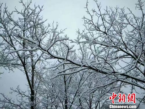 甘肃陇南市宕昌县城区银装素裹的树木。