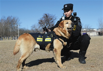 昨日，北京市公安局刑侦总队警犬技术支队，一民警正给警犬佩戴执法记录仪。新京报记者 尹亚飞 摄