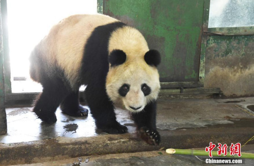 大熊猫蜀兰近况体重92公斤营养状况中等偏上