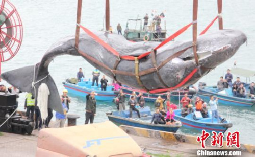 抹香鲸被吊机吊起 康孝娟 摄