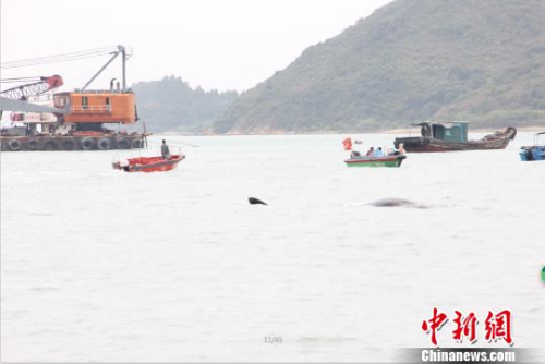 搁浅的抹香鲸在距离海岸不到100米，渔政等部门仍在现场守候 康孝娟 摄
