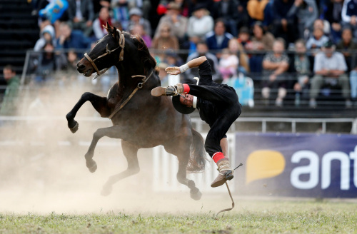 乌拉圭驯马赛上演“人仰马翻”。 乌拉圭驯马赛上演“人仰马翻”。