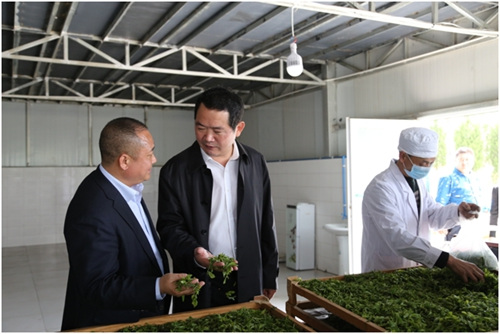 旺苍县委书记刘亚洲(右)在考察当地茶企_副本