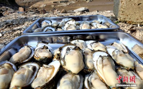 资料图:生蚝 资料图:生蚝