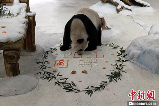 “海归”熊猫与“本土”熊猫的“独家定制”团年饭