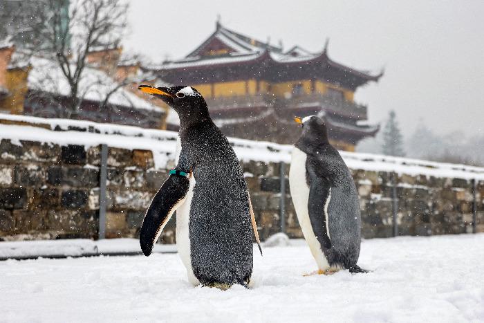 南京巴布亚企鹅登城墙“赏”雪景