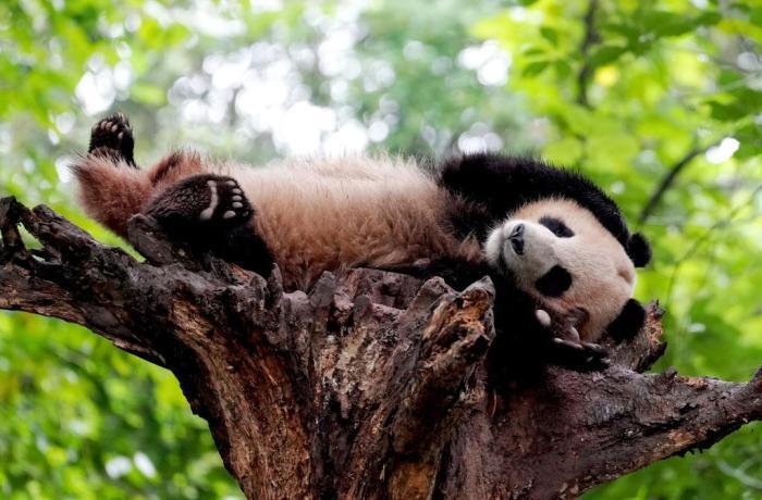 四川都江堰：大熊猫撒欢卖萌吸引游客