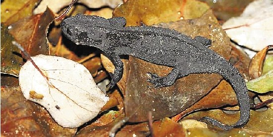 宁波棘螈遭走私现日本宠物店 比熊猫还稀少(图)