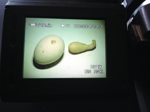 ĸ�����³����޵�������˹��¼41�ˣ�ͼ��