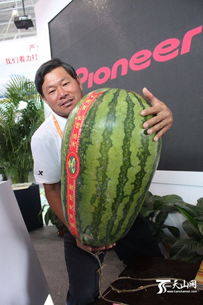 精河西瓜大王再上亚欧博览会:一瓜可卖7500元