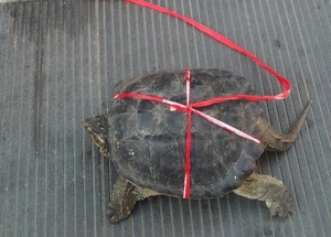 Ů�ӵ��ֽ��������Ҫ��1200Ԫר�����ѱ��ϵ�