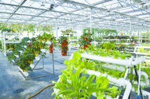 宣化:告别“矿业为王”放眼高端农业