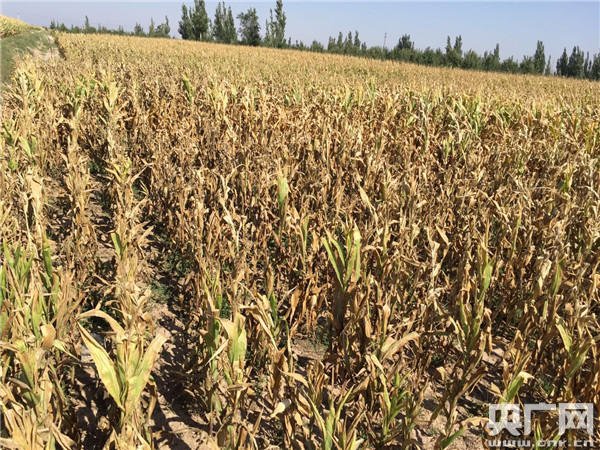 ����ǧĶ���׾���������������ũҵ�ձ���ˮƽ