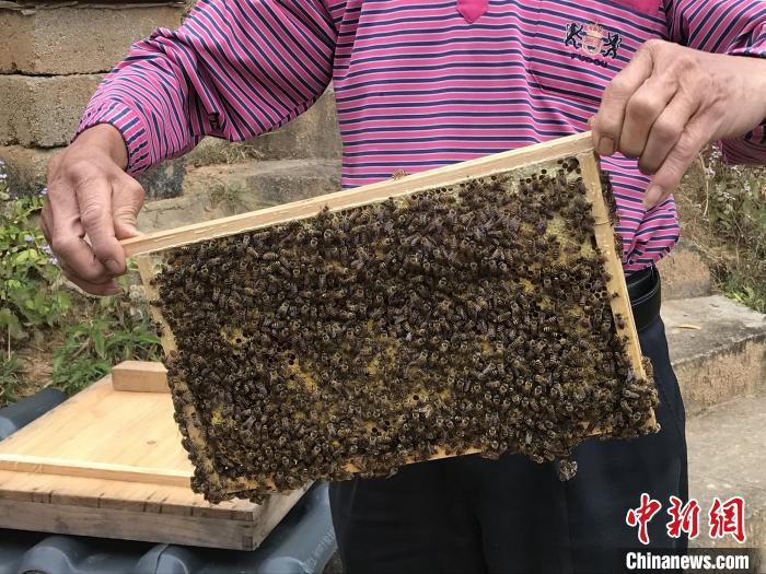 丘成桐家乡广东蕉岭的“甜蜜事业”