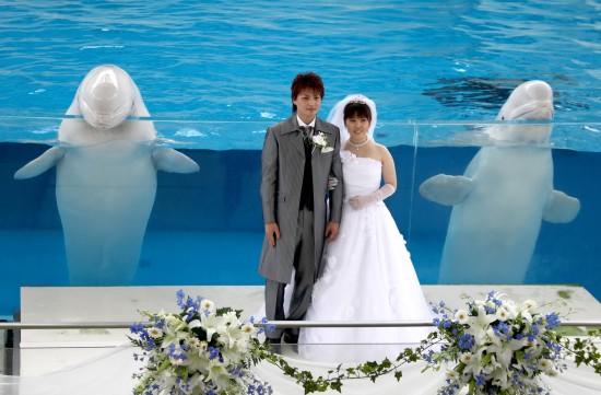 ��ͼ��һ�԰׺���Ϊ���˳䵱���ɰ���