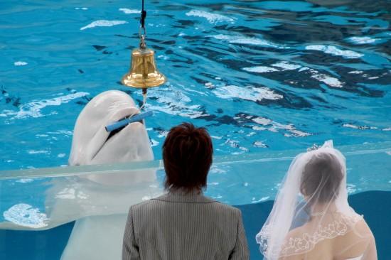 ��ͼ��һ�԰׺���Ϊ���˳䵱���ɰ���