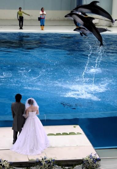 ��ͼ��һ�԰׺���Ϊ���˳䵱���ɰ���