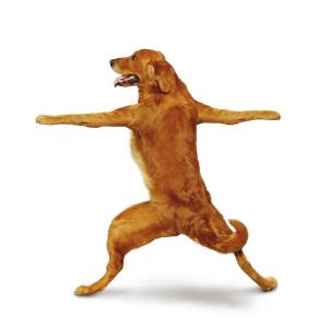 模仿主人狗狗瑜伽12式组图