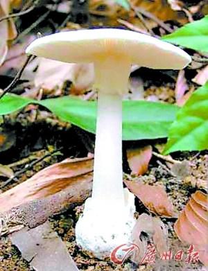 ����ɻ�ҰĢ����������ȫ��8���ж�