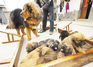 18ֻ����һ���µ�С�����״������ǵĸ��ס���˧�����档 