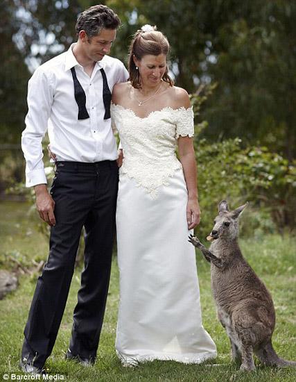 澳大利亚情侣请袋鼠在婚礼上当“伴娘”(图)
