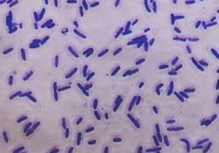 英河流中发现"太空细菌" 有望成世界新能源(图)