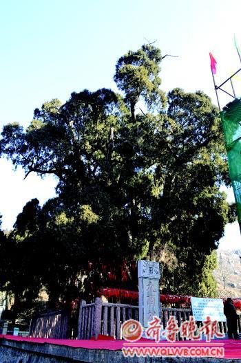 四门塔景区的九顶松,目前已有2000多岁. 王光营 摄