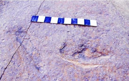 亿年前翼龙足迹现山东即墨 或破解翼龙之谜