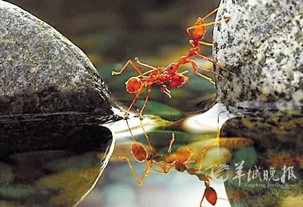 蚂蚁抱团逃生图片