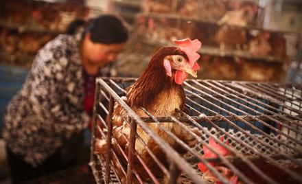 禽流感冰封市场 活禽交易疫后暴涨?