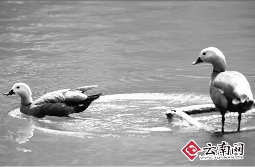 赤麻鸭落单"自杀殉情" 高空俯冲撞死在湖边挡墙