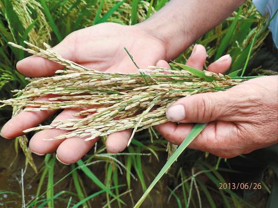 农户从稻田里抽出的谷穗,全是干瘪的空壳,里面没有谷粒