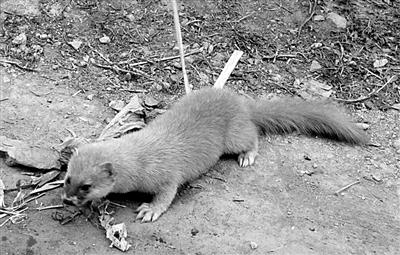 黄鼠狼"逛"超市专偷火腿肠 一夜"作案"20次