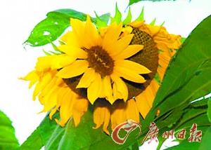 �ձ��˷�����Ⱦ�¹��߱���ﳤ��Ҳ��̶ã�ͼ��