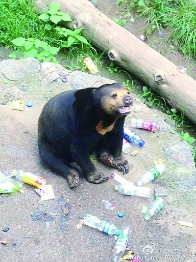 公园马来熊被人扔瓶砸 坐在垃圾堆里成"拾荒熊"