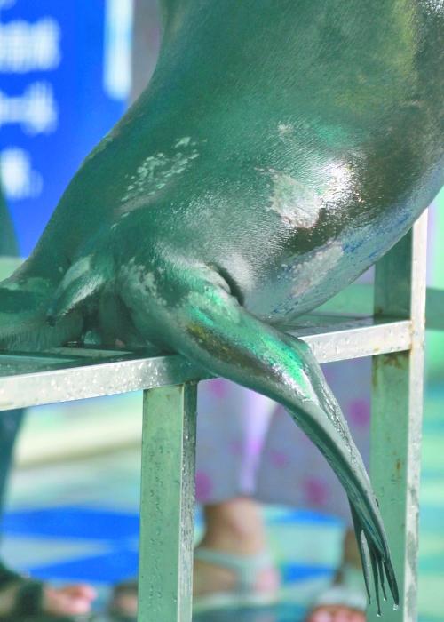 郑州动物园饲养员棒打海狮 吓坏在场小朋友(图)