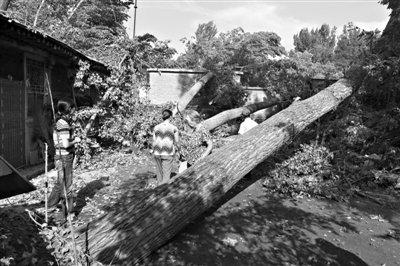 北京房山大风切断多村水电 杨树被大风连根拔起