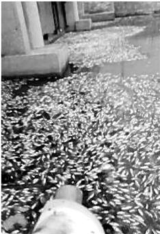 上塘河余杭段昨现大面积死鱼 可能天气热缺氧致死