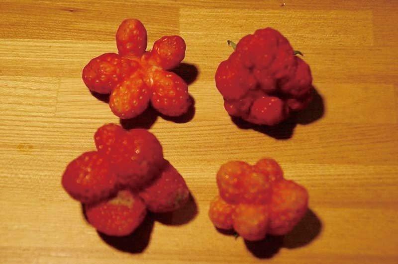 日本变异植物图片疯传 记者实地调查 [组图](2)