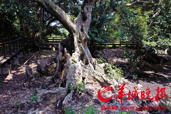 �������ϵ���Ҷ��