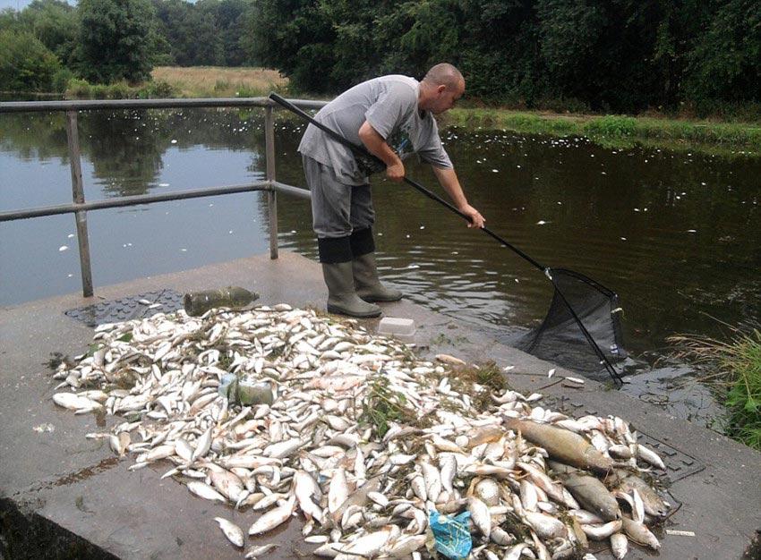 英极端天气致鱼群成片死亡似末日2013年7月,英国饱受自1976年以来最为极端恶劣的天气侵袭,损失惨重。其中,诺丁汉郡因大雨袭击大片鱼群死亡,连绵一个月之久的降雨也一直困扰着伍斯特郡。坎布里亚郡已有27人在水库游泳时溺亡,环境机构已先后发布了2次洪水警告和13次洪水预警。由于持续的高温酷暑天气,诺丁汉郡公园湖水严重缺氧,致使大片鱼群死亡。48岁的格兰特?麦肯齐将这种惨不忍睹的场景描述为“世界末日”。他认为,作为前车之鉴,理事会应在水温变高之前,测量一下水中的含氧量。热浪袭击过后,暴雨带来的山洪接踵而至。现已经波及到诺丁汉郡50余户人家,造成道路淤泥堆积、汽车深陷污水之中,损毁严重。随处可见漂浮在已是菏泽一片道路上的家具和汽车。目前,索恩维尔市政厅将成立一个建议中心,为人们提供与洪水相关的建议和帮助。该市警署发言人称,24日早晨洪水冲击将大幅减弱,但由于洪水导致的泥沙沉积,道路清理还需时日。