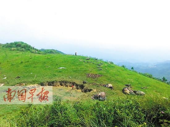 宾阳11头牛被雷劈竟会皮开肉绽 真相:遭人偷割肉