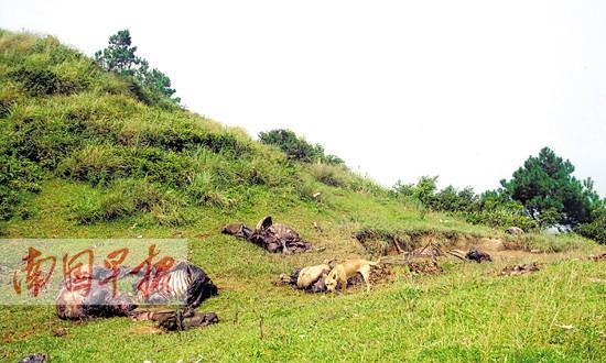 宾阳11头牛被雷劈竟会皮开肉绽 真相:遭人偷割肉