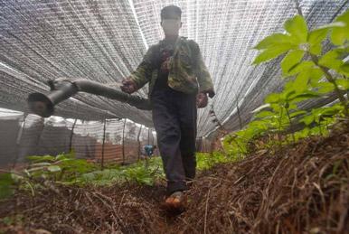 ��ҩ������ֲ�����п����ܵ�ũҩ��������Ⱦ